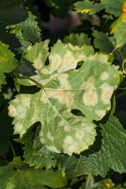 Tehlikeli bir üzüm küflü küflü küf hastalığı. Plasmopara viticola. Üzüm yaprakları, küflü plakla kaplı mantarın aktif üremesinden dolayı.