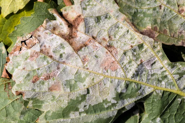 ブドウの危険な病気カビのカビがフラット 血漿ビチコラの ブドウの葉は カビの積極的な繁殖のために カビの歯垢で覆われています — ストック写真