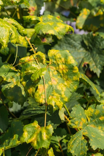 Dangerous Disease Grape Mildew Downy Mildew Lat Plasmopara Viticola Grape — Stock Photo, Image
