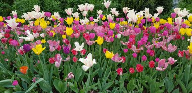 Güzel çiçek tarlalarının manzarası