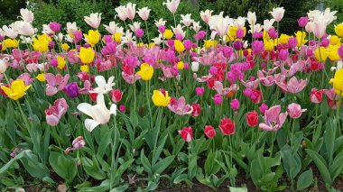 Güzel çiçek tarlalarının manzarası