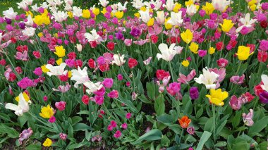 Güzel çiçek tarlalarının manzarası