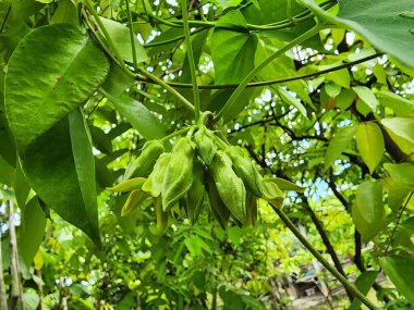 Telosma korverisi çiçek kümeleri olan bir tırmanma bitkisidir. Çiçekler istiridye sosu, temiz çorba ve baharatlı salata ile kızartılmış gibi pişirme yemeklerinde kullanılır. A vitamini açısından yüksek.