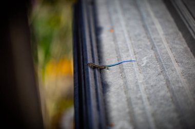 Mavi kuyruklu bir kertenkele teneke çarşafta yürüyor.