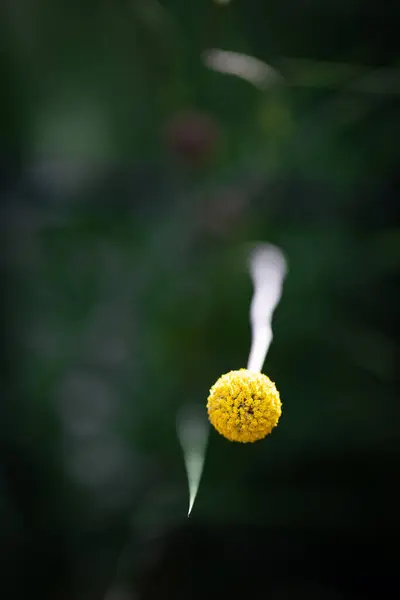 Bola Amarela Uma Planta Foco Com Caule Fora Foco — Fotografia de Stock