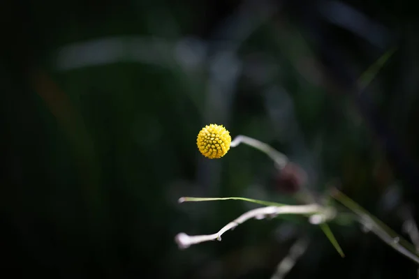 Flor Amarela Esférica Presa Caule — Fotografia de Stock