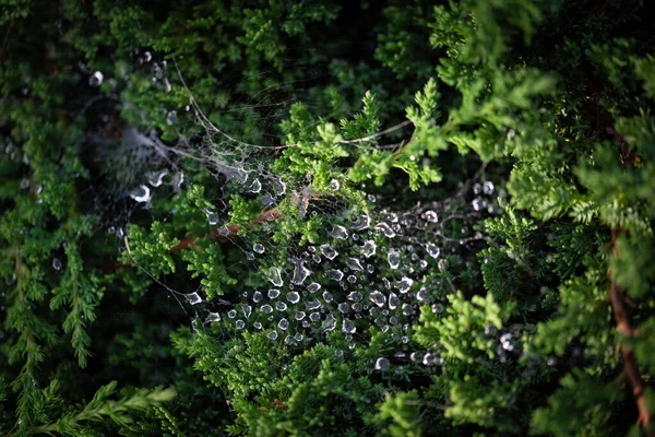 Spinnennetz Zwischen Pflanzenblättern Mit Wassertropfen Bedeckt — Stockfoto