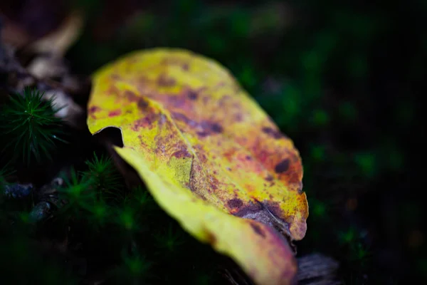 Extremadamente Poco Profunda Profundidad Campo Hoja Otoño Caído — Foto de Stock