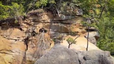 Dağlarda da bir ağaç var.