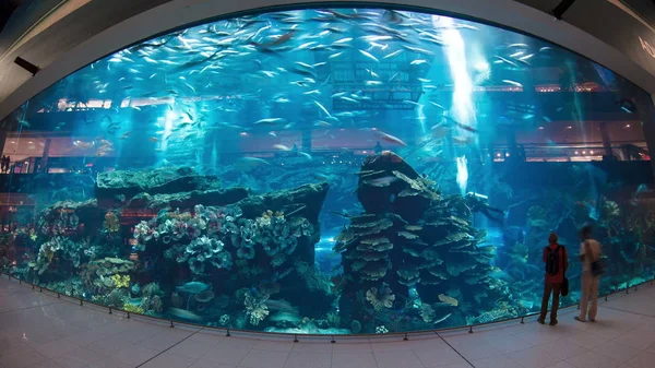 阿联酋迪拜 2017年1月 世界上最大的购物中心水族馆 迪拜市中心的迪拜塔 阿拉伯联合酋长国 Timelapse 鱼眼4K — 图库照片