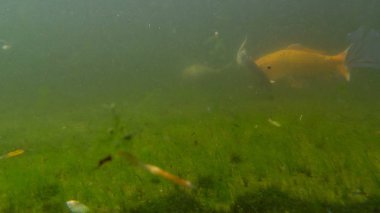 yeşil lwater timelapse, tropik bahçeler içinde Monte Palace, Funchal, Madeira 4 k alınan ile bir gölde yüzmeye balıklar