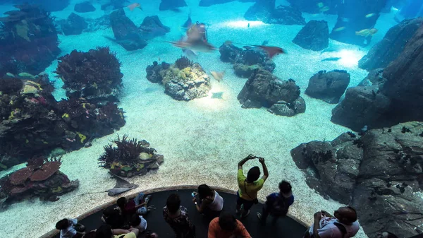 ポルトガル タイムラプス 近くの人に渡しリスボン海洋水族館の魚類 — ストック写真