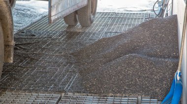 Ayçiçeği tohumları asansör saatine göre ızgaradan aşağı iniyor. Elektrik değirmeni makineleri ve tohum üretimi için asansör. Tahıl ekipmanı.