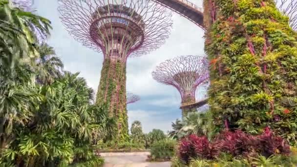 Supertrees på trädgårdar av den Bay timelapse hyperlapse. — Stockvideo