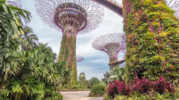 Superárboles Gardens Bay Timelapse Hyperlapse Las Estructuras Arbóreas Están Equipadas —  Fotos de Stock