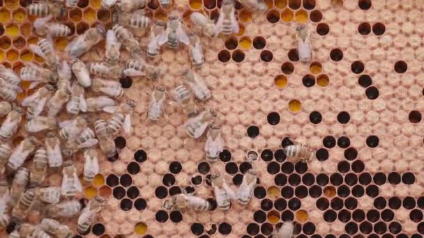 Abejas trabajando en células de miel en colmena — Vídeo de stock