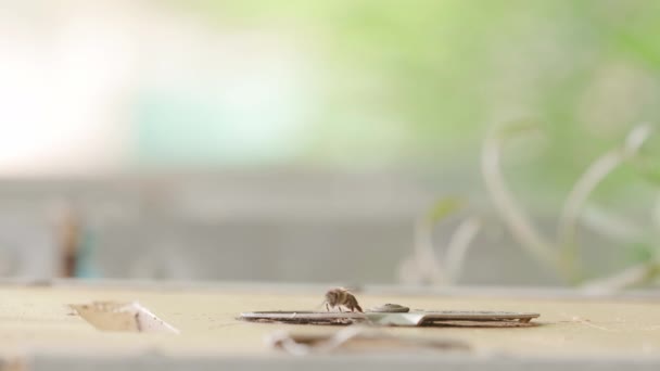 Närbild av flygande bin innanför och utanför entrén. Trädbikupa och bin. — Stockvideo