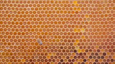 Arılar arı kovanında bal hücreleri üzerinde çalışıyorlar