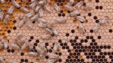 Arılar arı kovanında bal hücreleri üzerinde çalışıyorlar