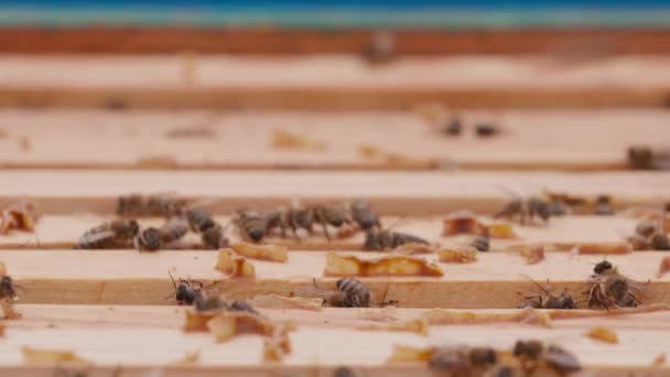 Vue rapprochée du corps ouvert de la ruche montrant les cadres peuplés d'abeilles mellifères. — Video