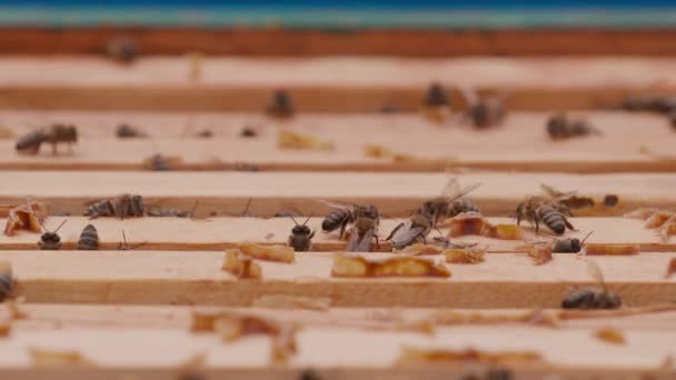 Közelkép a nyitott kaptártestről, amely a mézelő méhek által lakott kereteket mutatja. — Stock videók