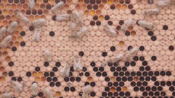Abejas trabajando en células de miel en colmena — Vídeos de Stock