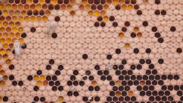 Abejas trabajando en células de miel en colmena — Vídeo de stock
