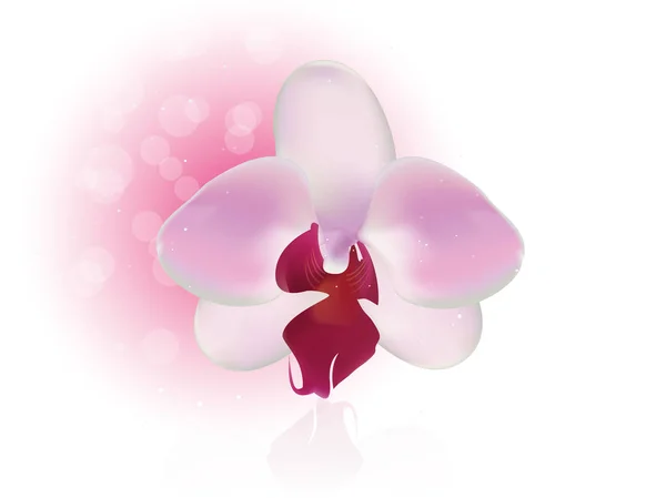 Orkide çiçek poster tasarımı 