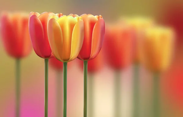 kırmızı ve sarı laleler