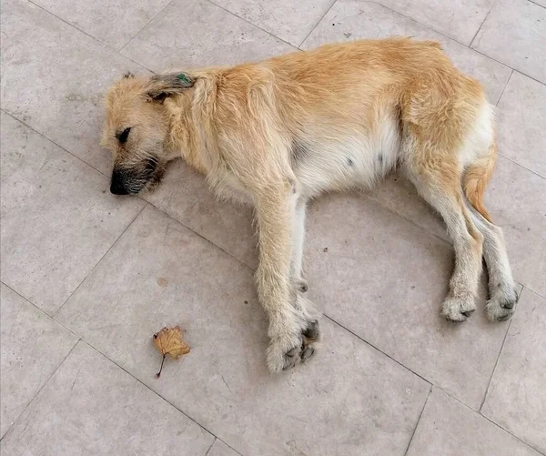 Σκύλος Είναι Ξαπλωμένος Στο Πάτωμα — Φωτογραφία Αρχείου