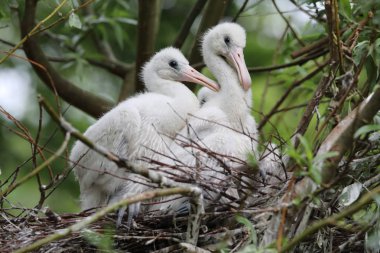Spoonbills yuva, yakın çekim portre üzerinde