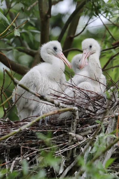 Spoonbills Boet Närbild Porträtt — Stockfoto