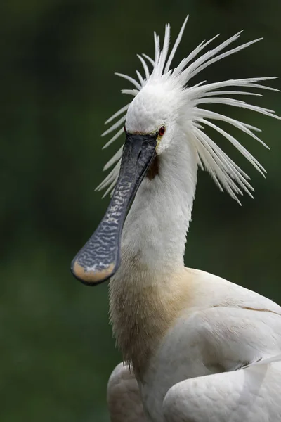 Spoonbill Uccello Ritratto Primo Piano — Foto Stock