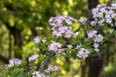 Crataegus in blossom in the garden clipart