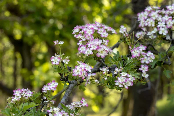 Crataegus Στα Λουλούδια Στον Κήπο — Φωτογραφία Αρχείου