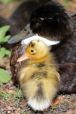 yakın çekim fotoğraf bir anne ördek ile onun ördek yavrusu
