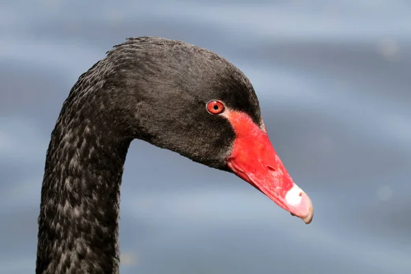 Close Photo Black Swan Portrait — Stock Photo, Image