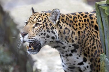 Jaguar closeup portresi gündüz, Amerika yaban hayatı içinde