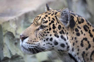 Jaguar closeup portresi gündüz, Amerika yaban hayatı içinde