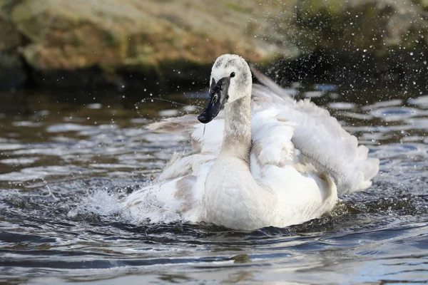 Pato Común Eider Nadando Lago Durante Día —  Fotos de Stock