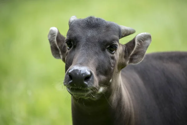 Closeup Anoa Muzzle Blurred Green Background — Stock Photo, Image