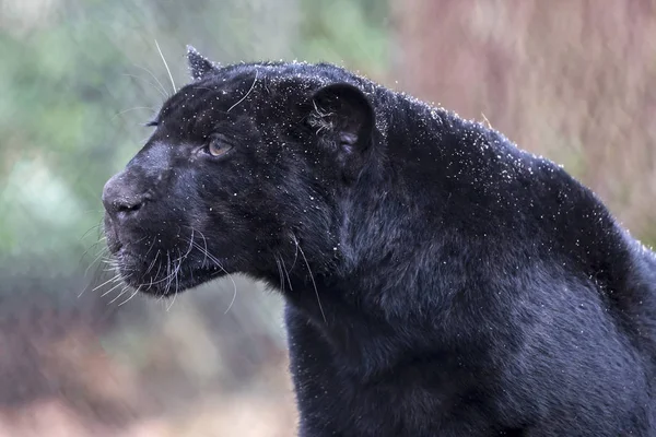 Nahaufnahme Eines Schwarzen Panthers Der Tagsüber Boden Liegt — Stockfoto