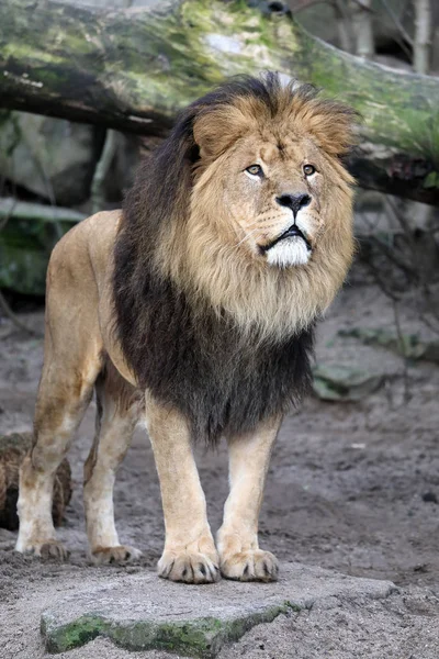 Porträt Des Löwen Der Afrikanischen Tierwelt Bei Tag — Stockfoto