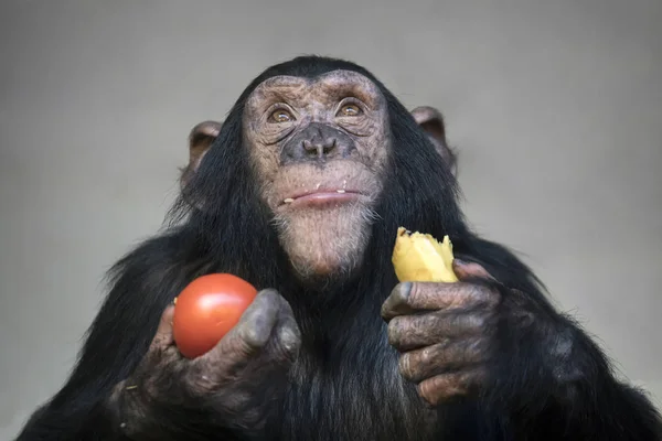 Närbild Schimpans Monkey Porträtt Vilda Djur — Stockfoto