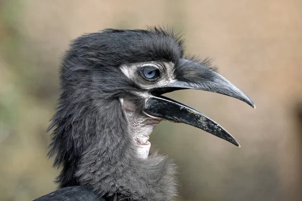 Södra Ground Hornbill Porträtt Djurliv Dagtid — Stockfoto