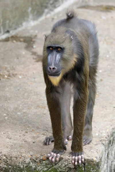 Unga Manliga Mandrill Monkey Porträtt Vilda Djur — Stockfoto