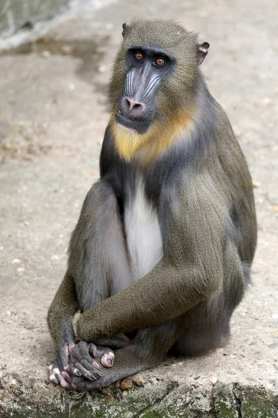 Νεαρά Αρσενικά Μανδρίλος Μαϊμού Πορτρέτο Στο Άγριας Ζωής — Φωτογραφία Αρχείου
