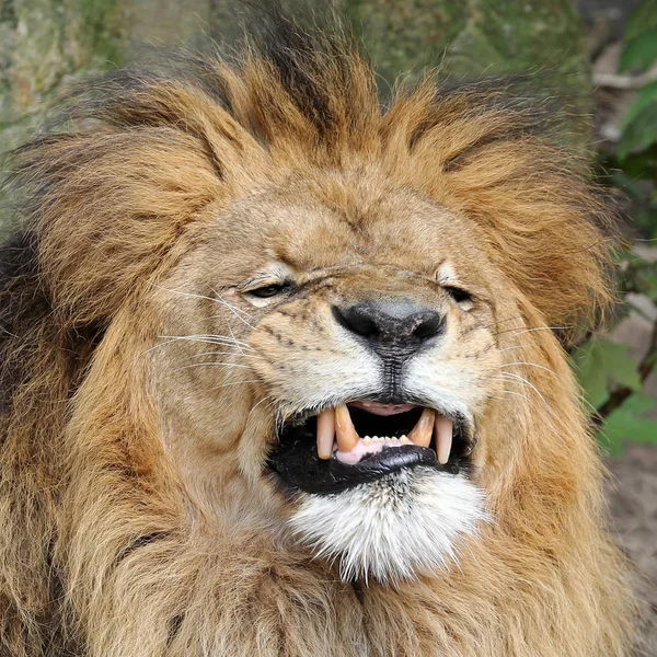 Retrato León África Vida Silvestre Durante Día — Foto de Stock