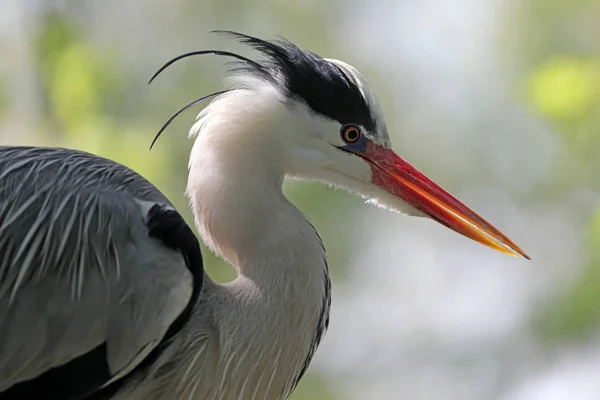 Grey Heron Retrato Vida Selvagem Durante Dia — Fotografia de Stock