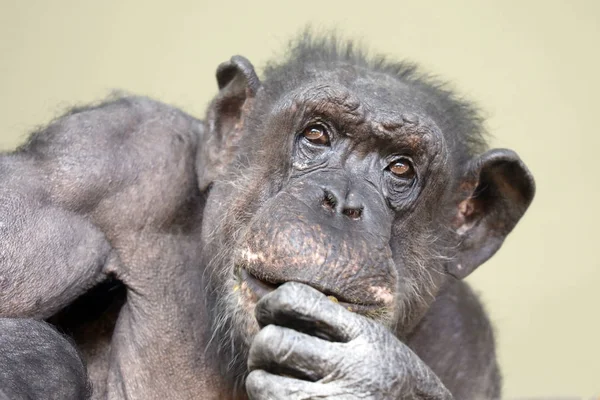 동물에서 침팬지 원숭이 초상화의 — 스톡 사진